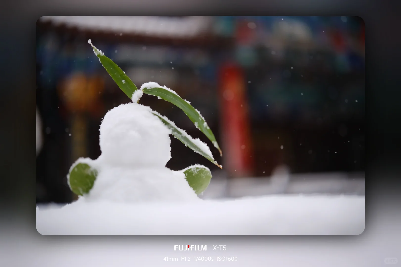 暴雪中的趵突泉公园