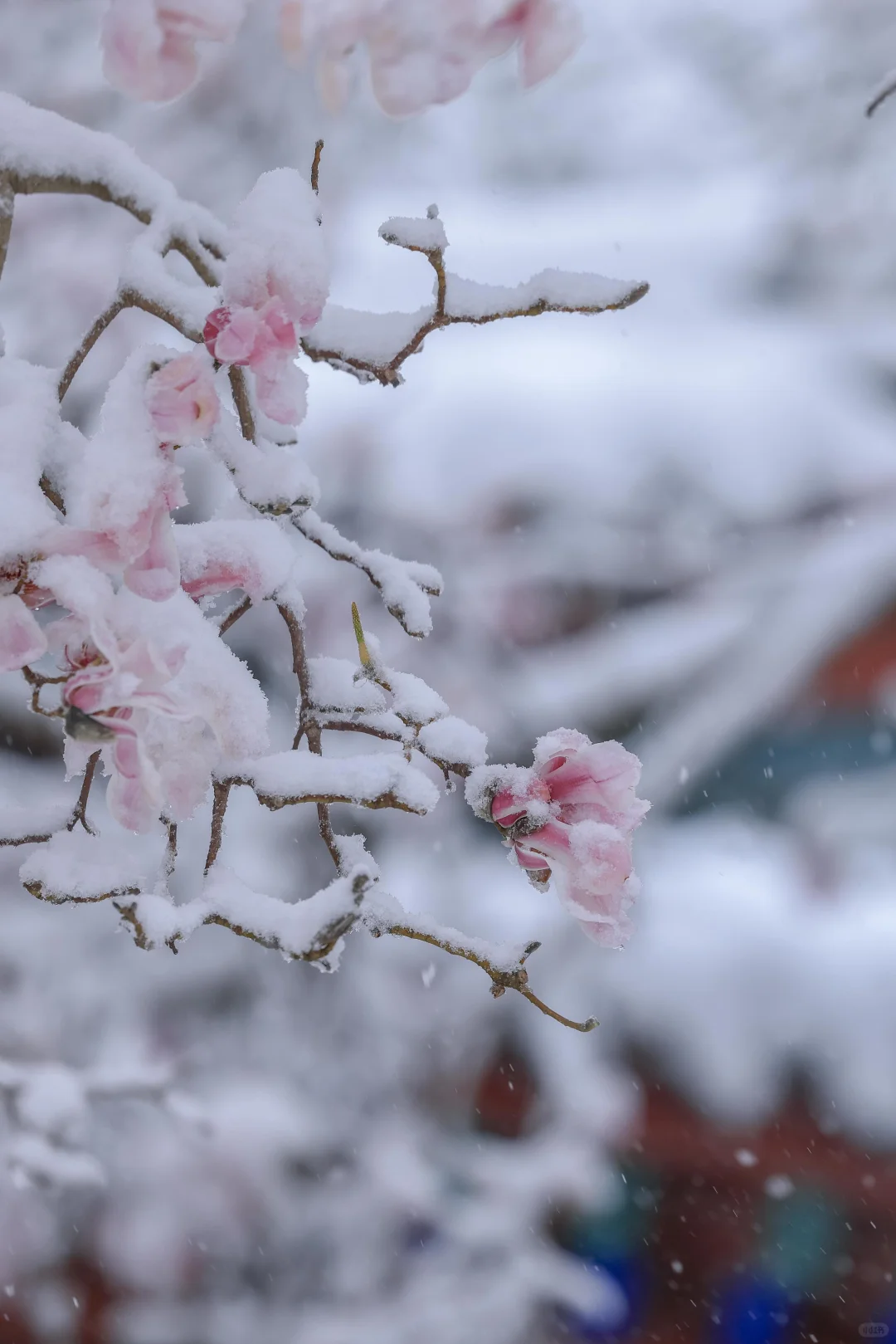太绝了！趵突泉暴雪中盛开的玉兰！