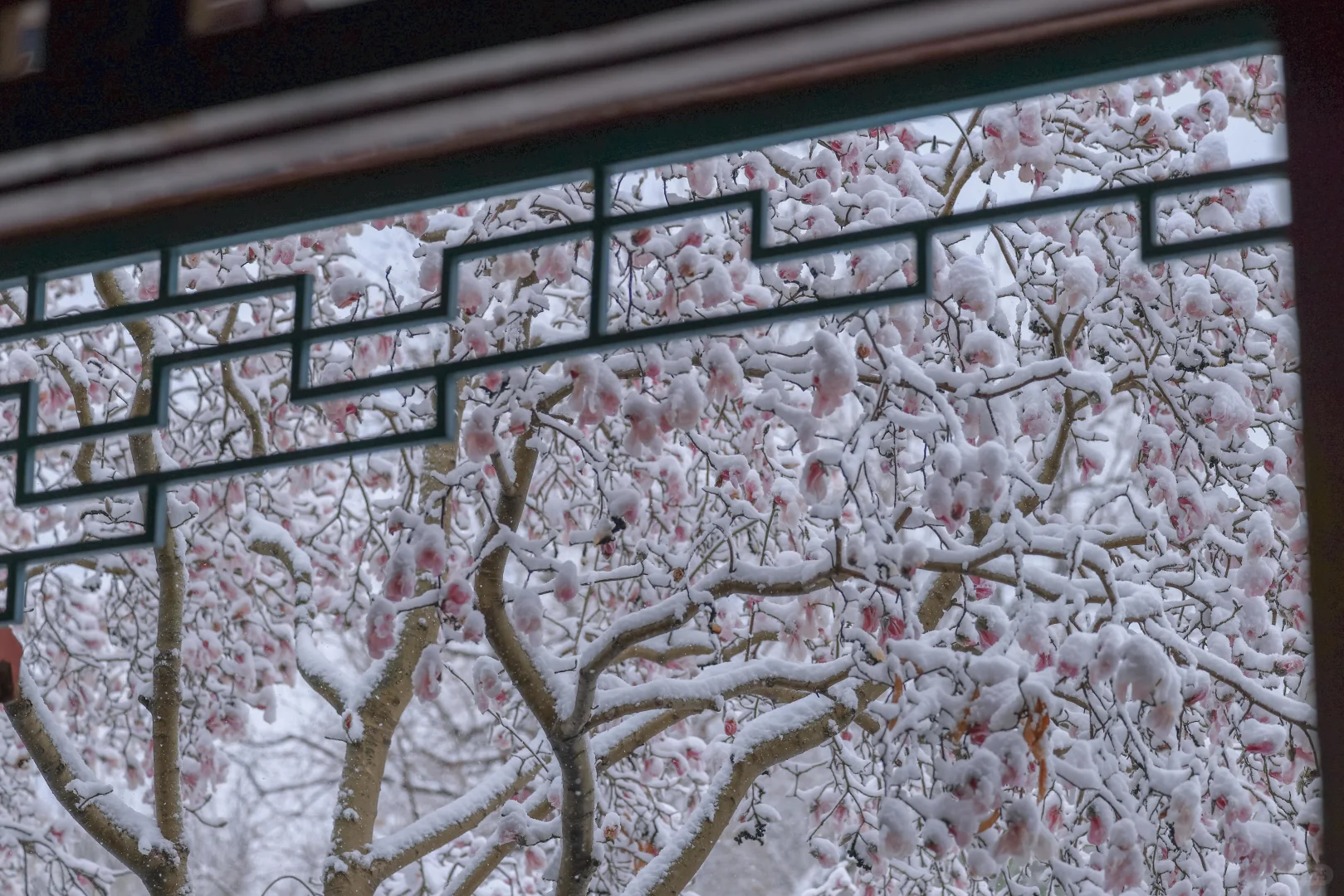 太绝了！趵突泉暴雪中盛开的玉兰！