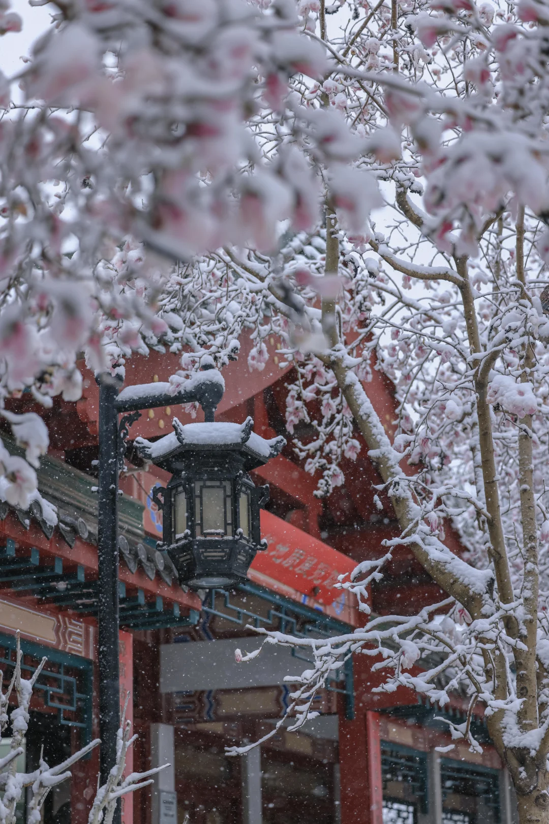 太绝了！趵突泉暴雪中盛开的玉兰！