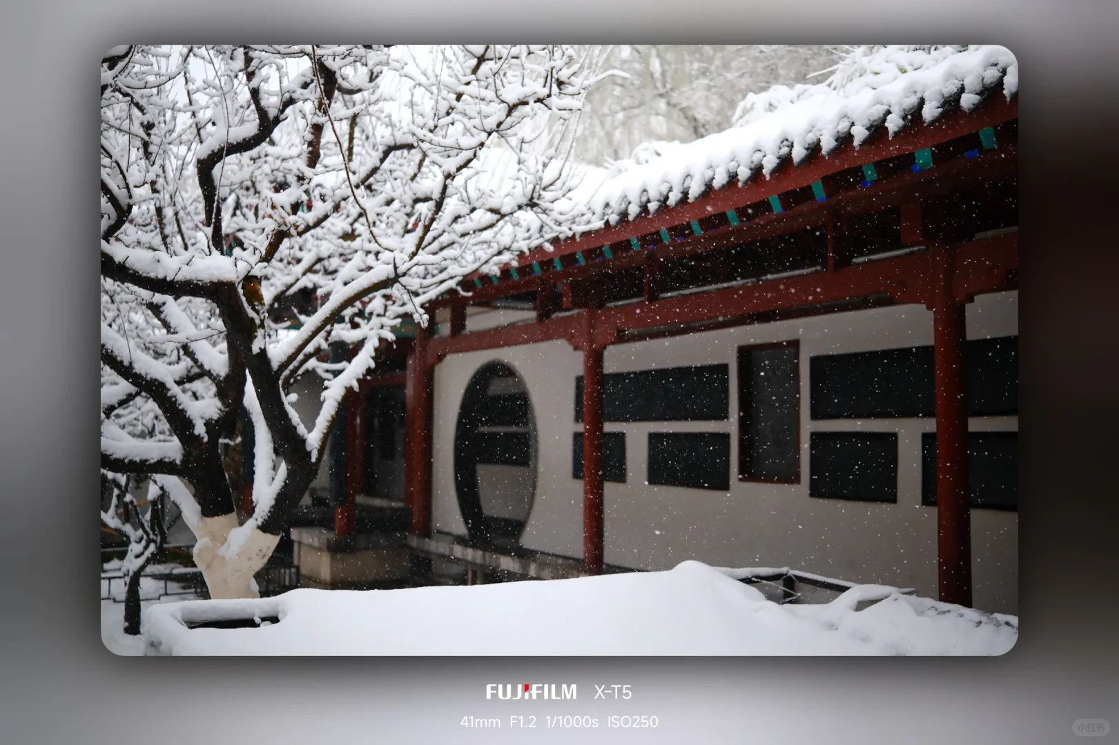 暴雪中的趵突泉公园