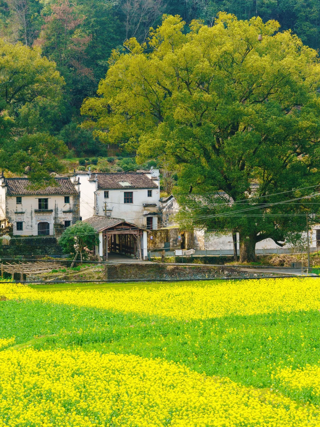 被《国家地理》评为中国最美的春天🌼有多绝👍