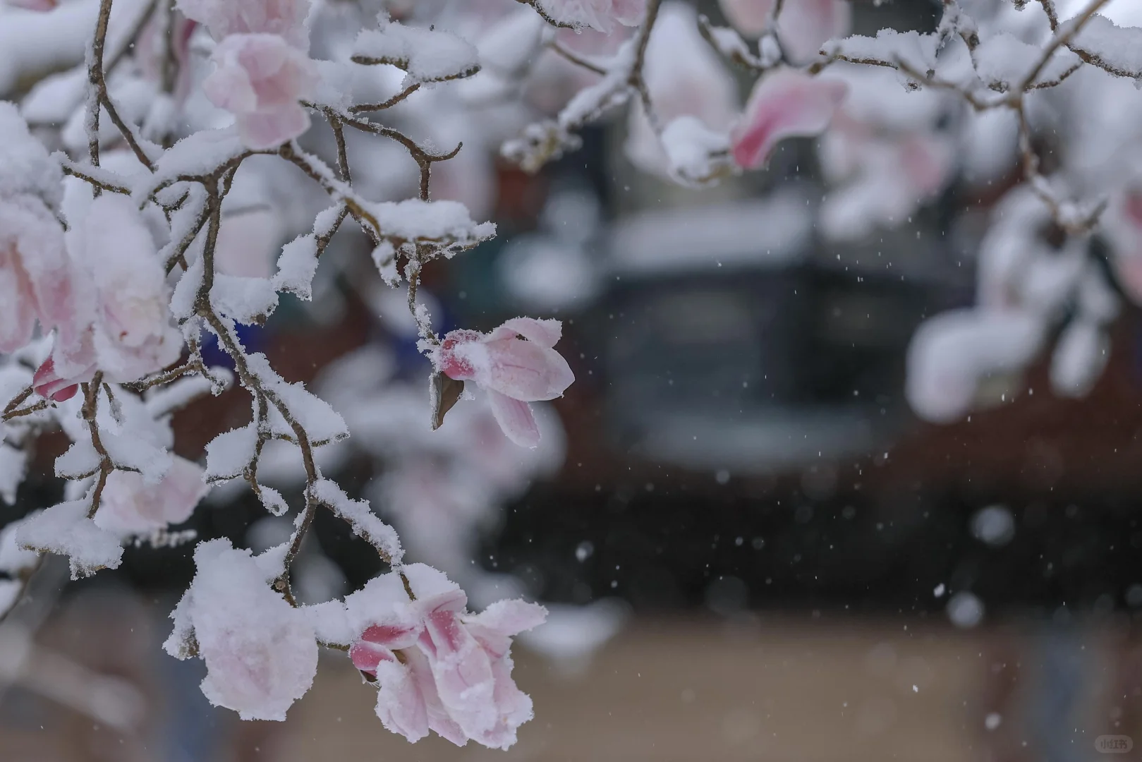 太绝了！趵突泉暴雪中盛开的玉兰！