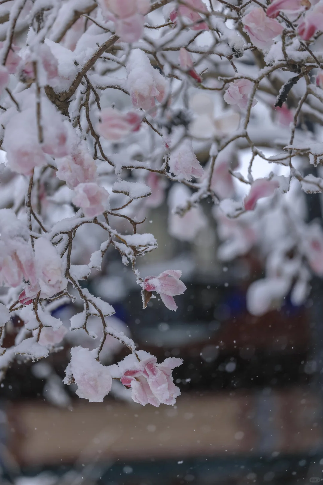 太绝了！趵突泉暴雪中盛开的玉兰！