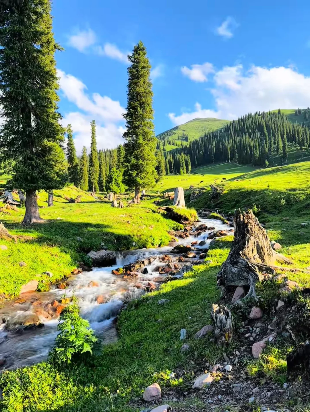 别再问新疆草原值不值得去了看完直接订票✈️