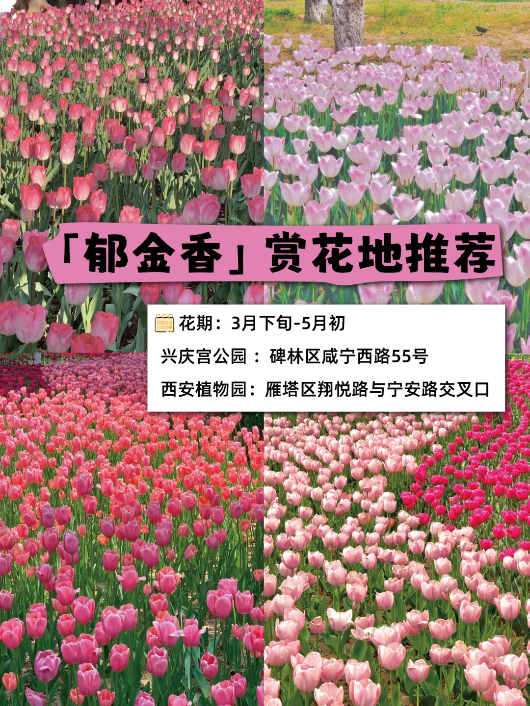 🌸西安春日限定｜这些绝美赏花地，拍照打