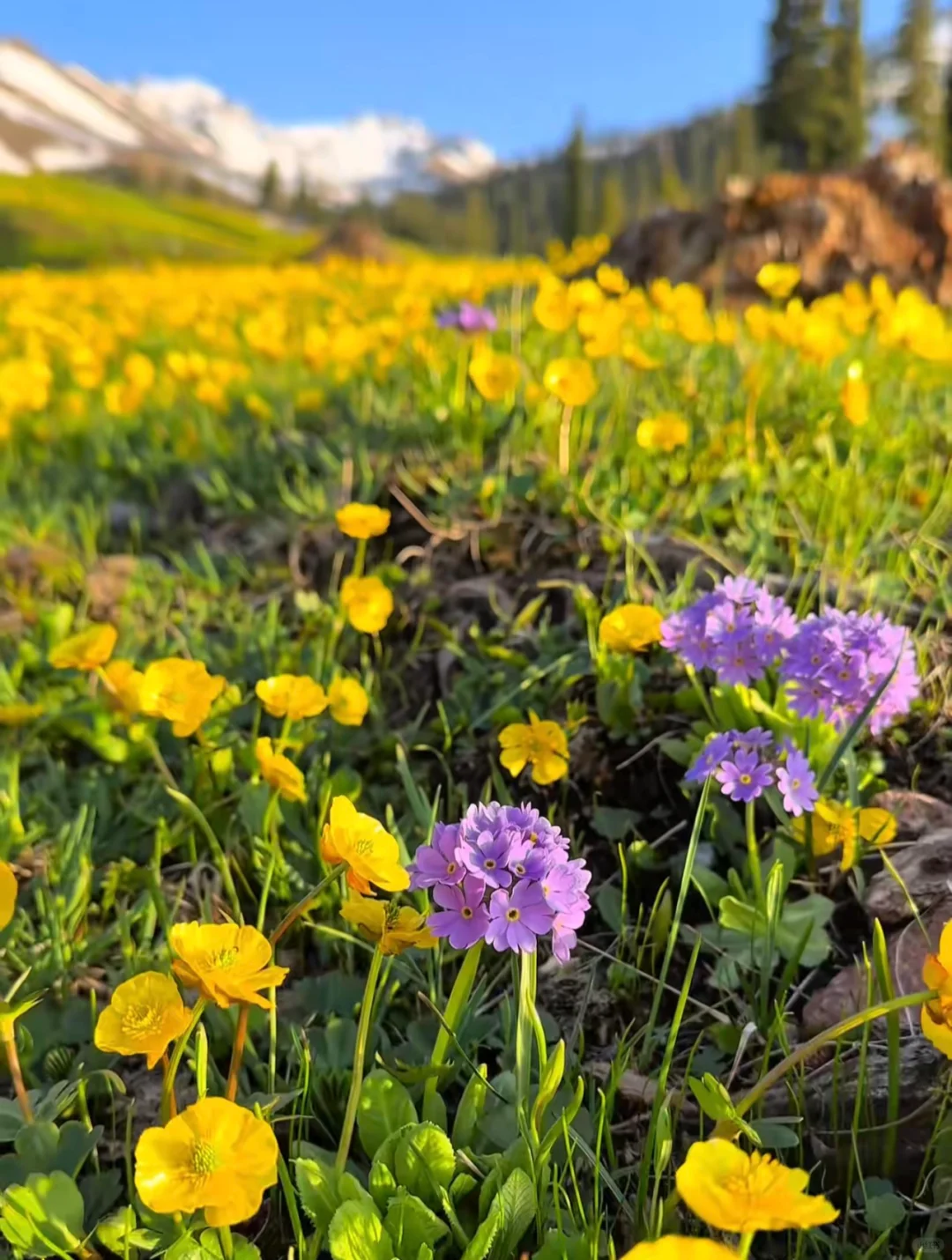 别再问新疆草原值不值得去了看完直接订票✈️