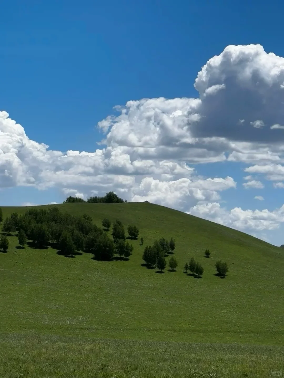 为什么强烈推荐5月底来内蒙古大草原❓