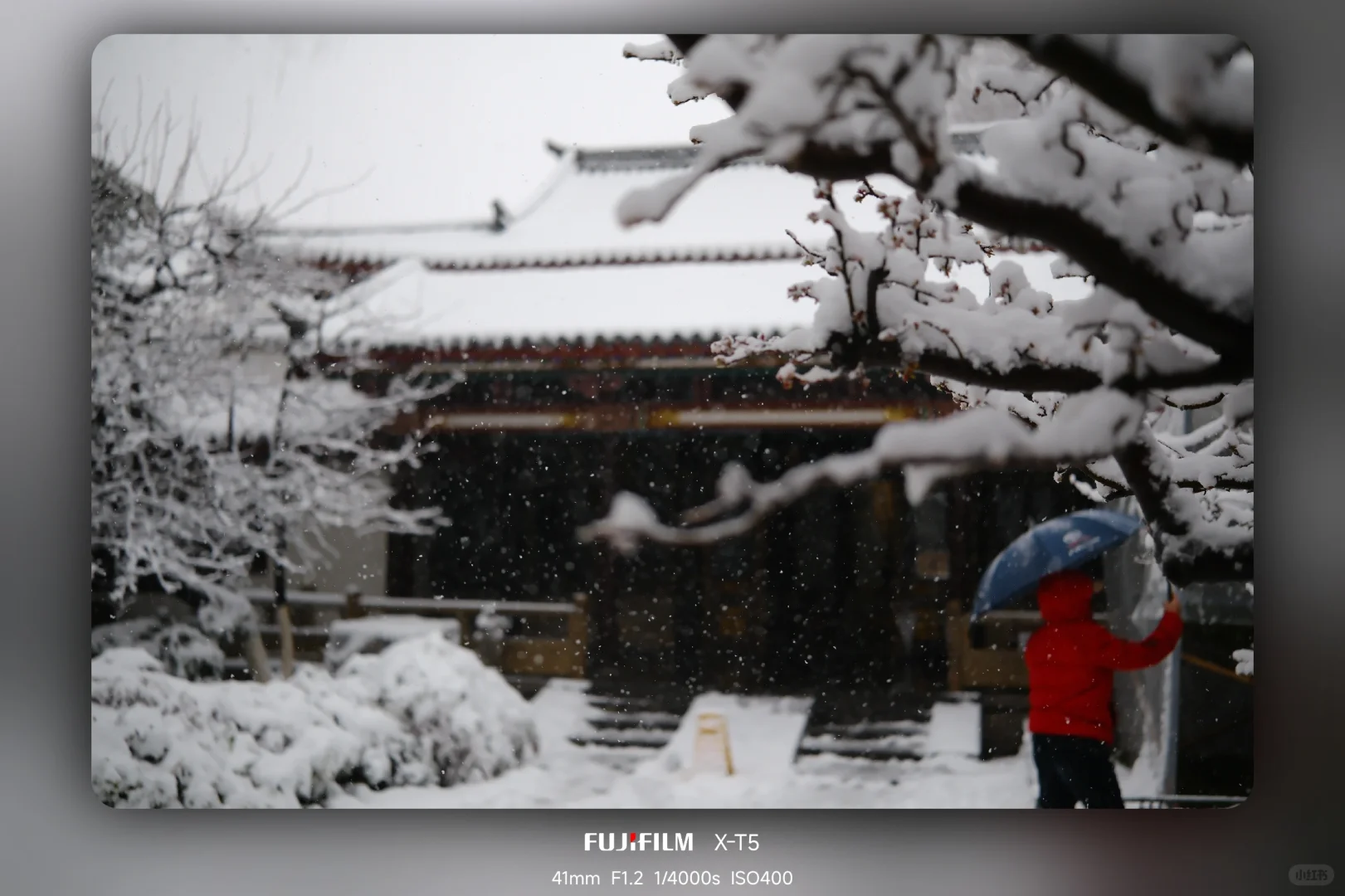 暴雪中的趵突泉公园