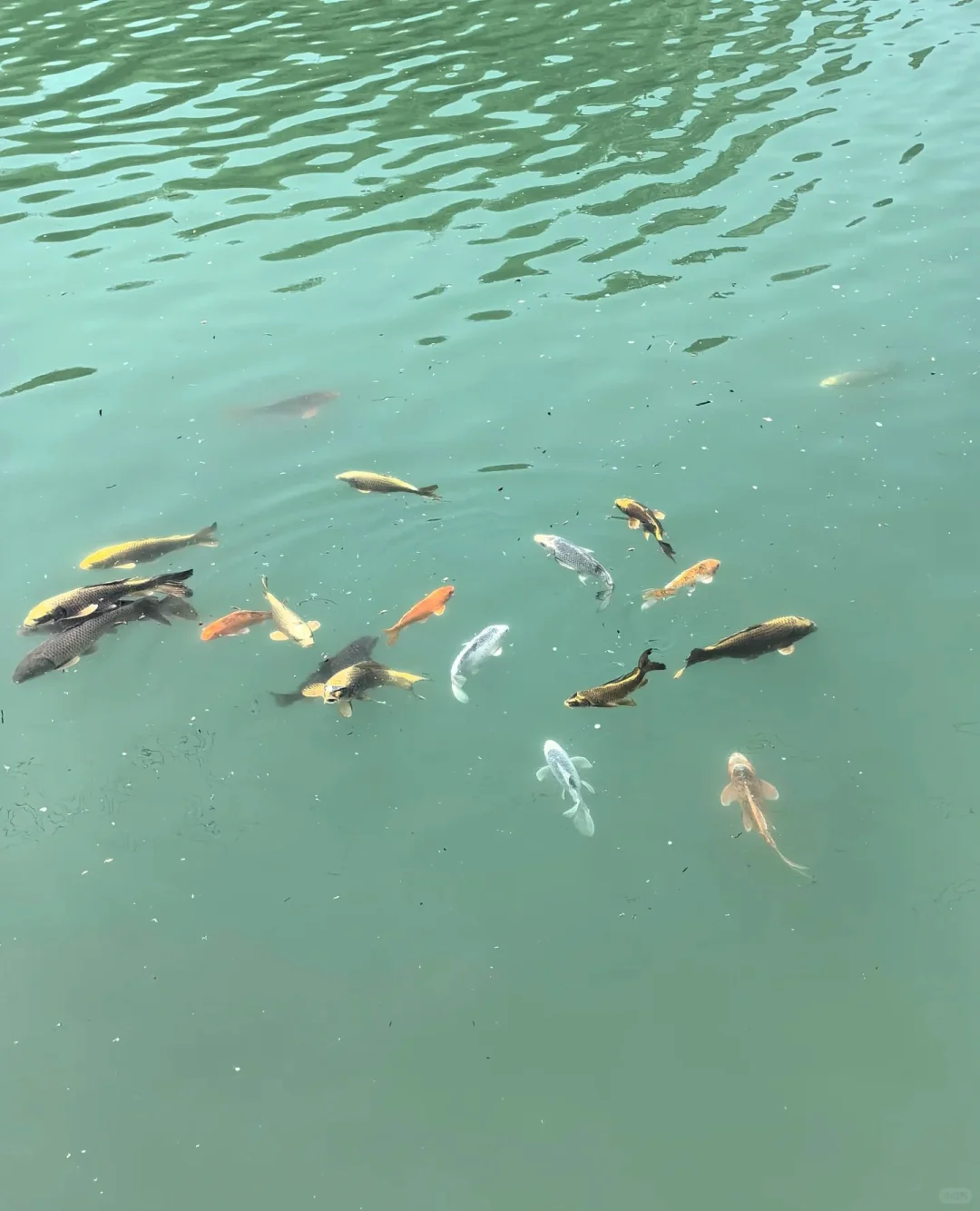 你不会不知道石家庄还有水这么绿的地方吧！