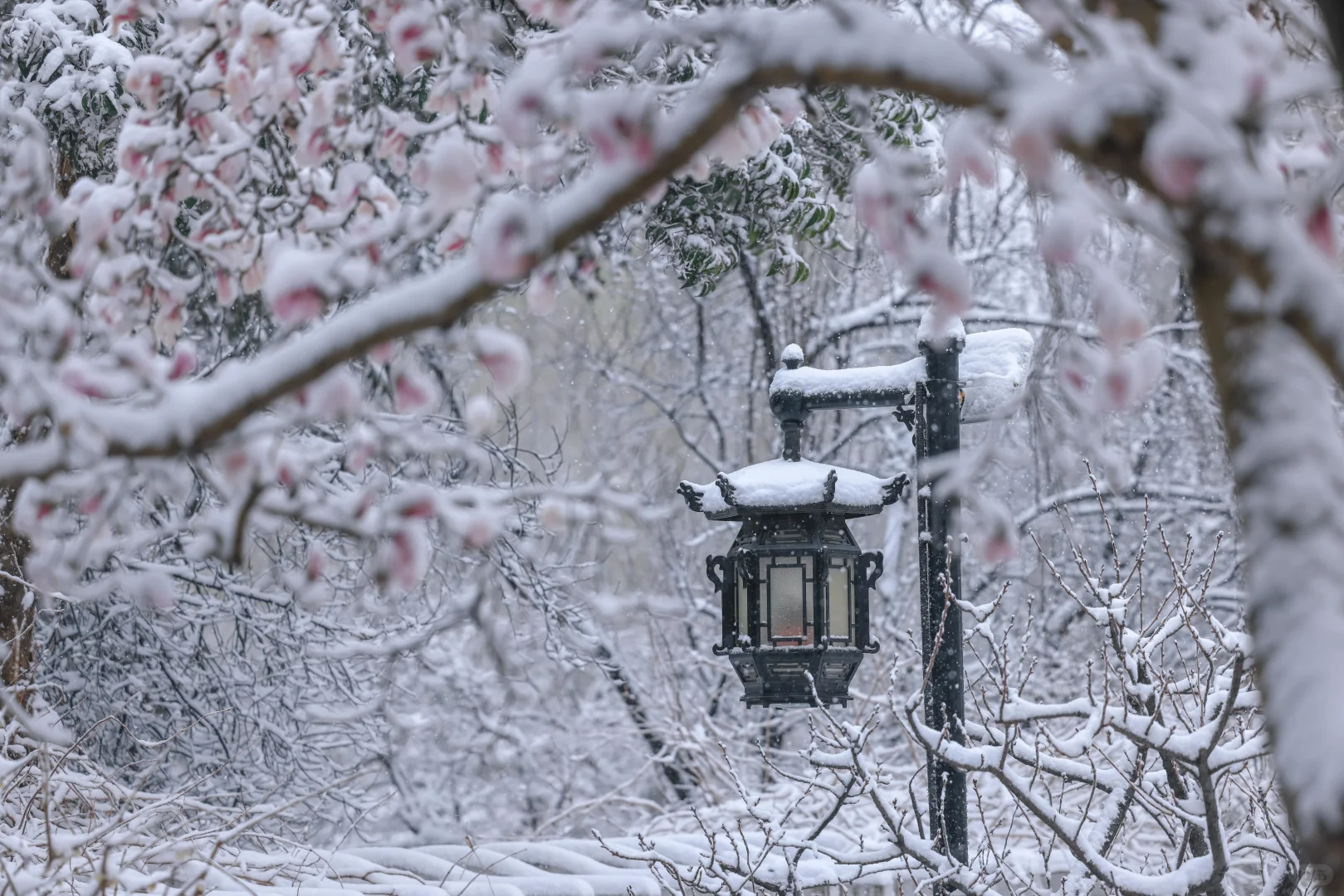 太绝了！趵突泉暴雪中盛开的玉兰！