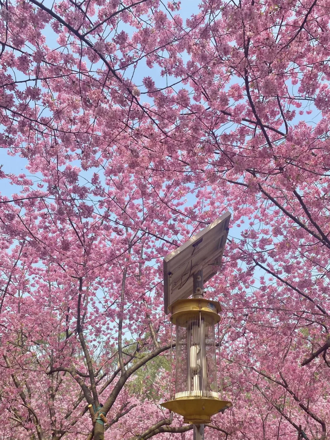 写给3月来武汉的姐妹👫附最新赏樱全攻略