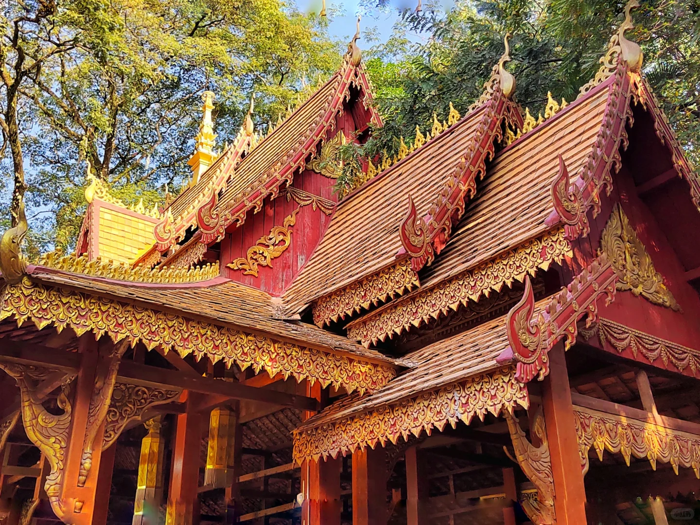 西双版纳·曼听公园(第一天行程)