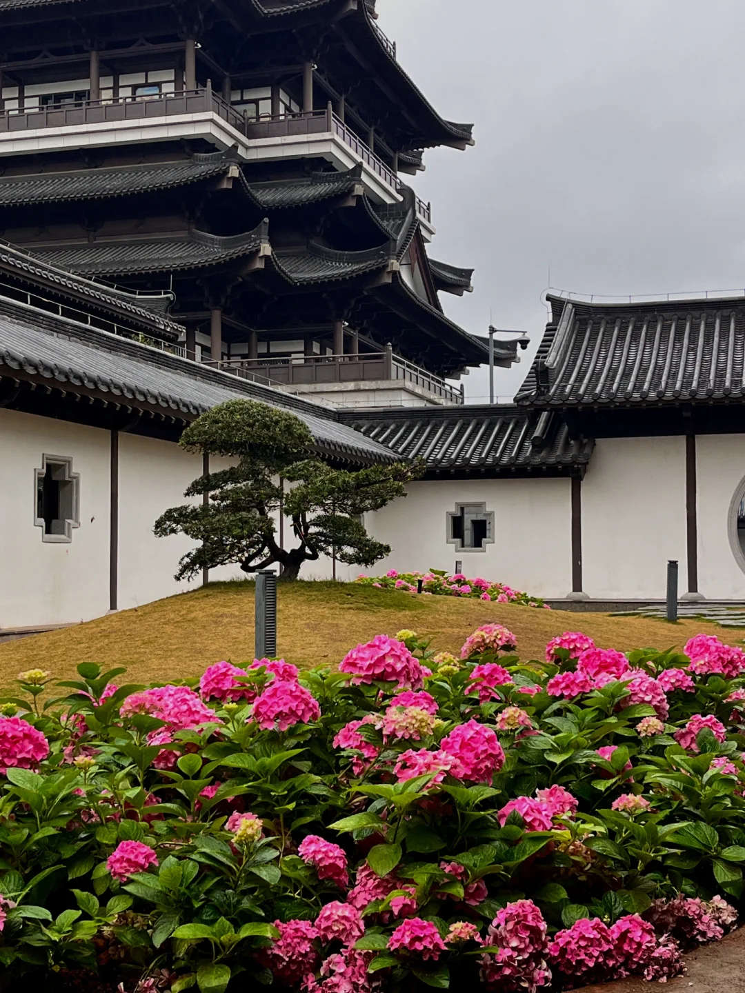 3.5实况！广州文化馆绣球花好美好美啊🥹……