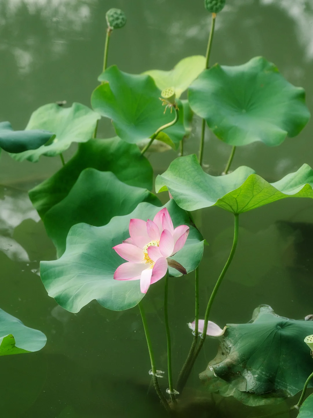 北京出发2h🚄被严重低估的“北方江南小镇”