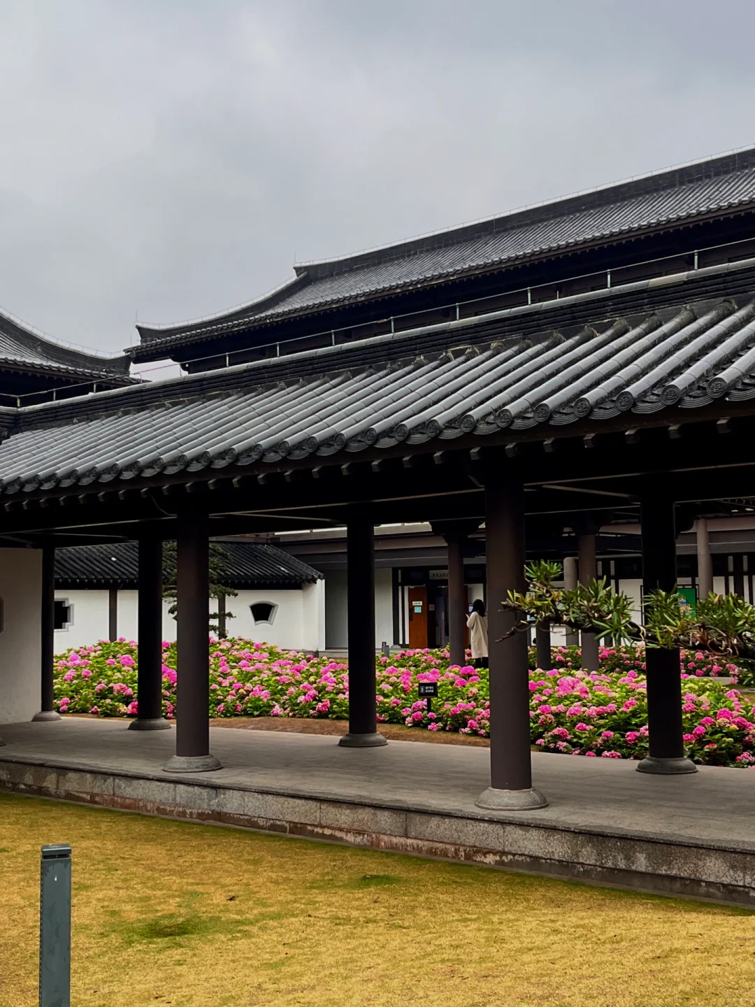 3.5实况！广州文化馆绣球花好美好美啊🥹……