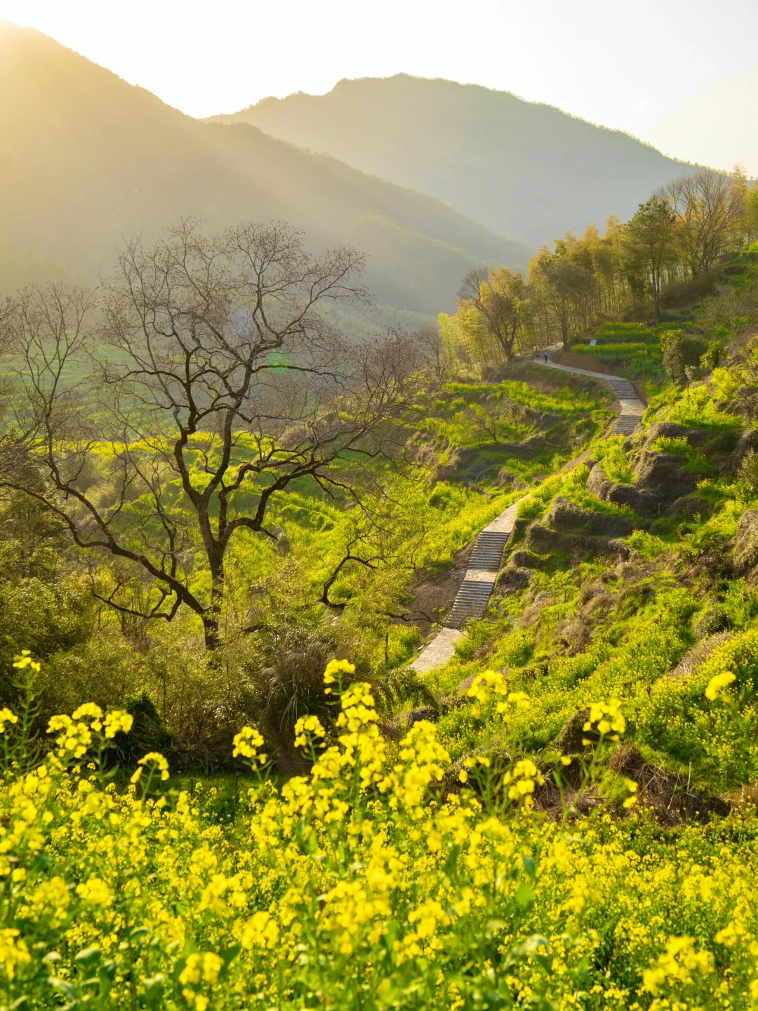 “后来我逢人便说三月的婺源有多浪漫🌼～”