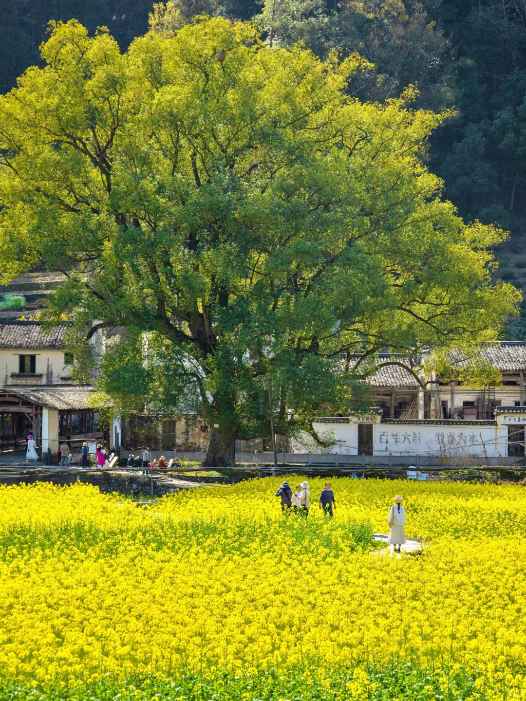 “后来我逢人便说三月的婺源有多浪漫🌼～”