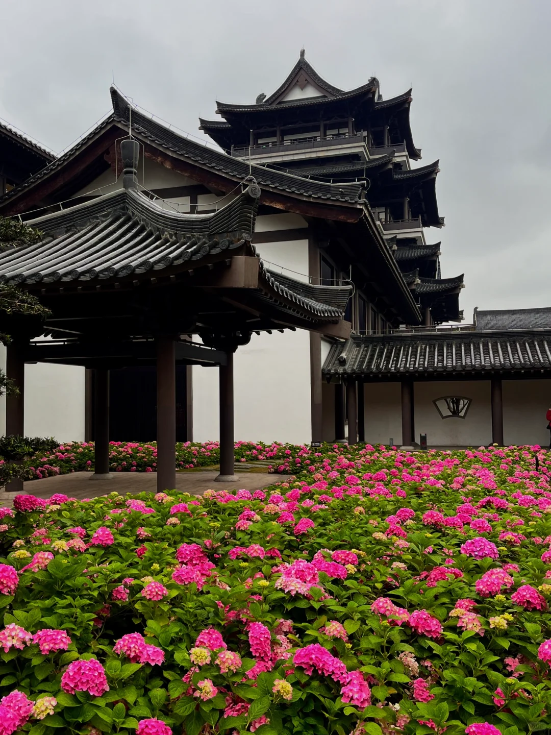 3.5实况！广州文化馆绣球花好美好美啊🥹……