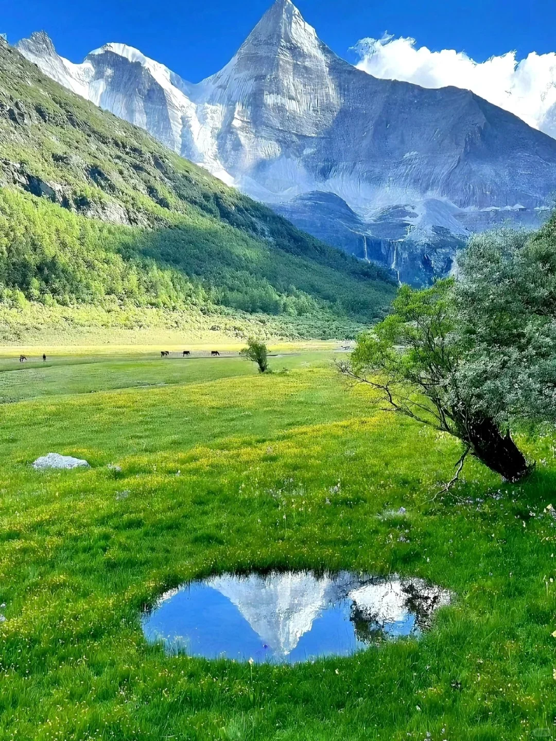 这不是瑞士，这是川西的夏天！！！