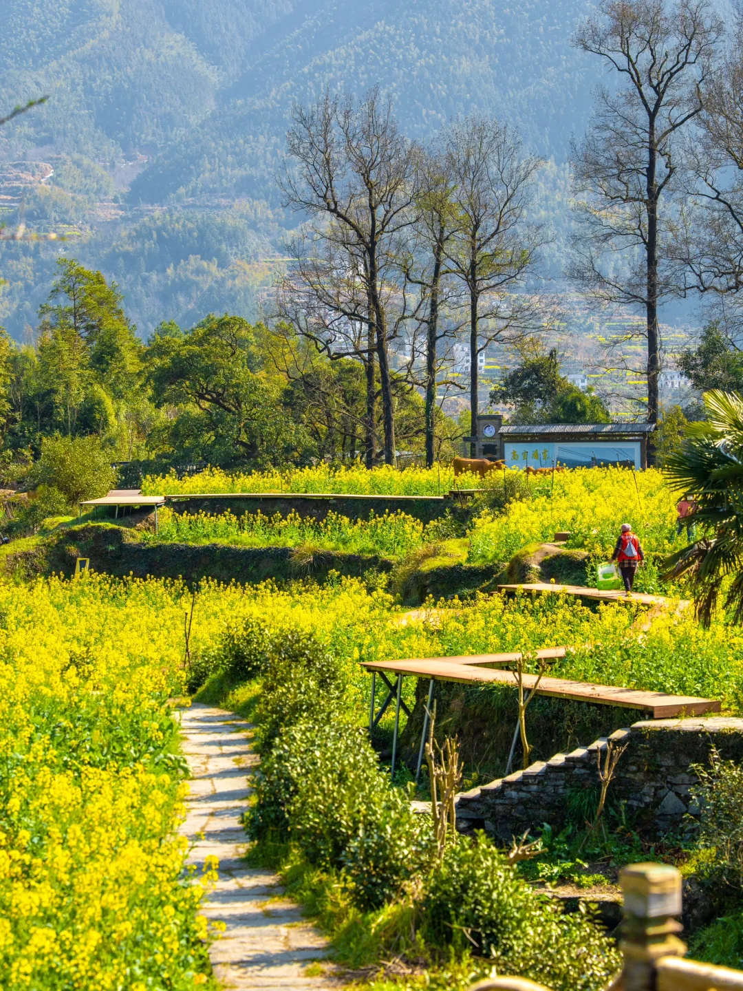 “后来我逢人便说三月的婺源有多浪漫🌼～”