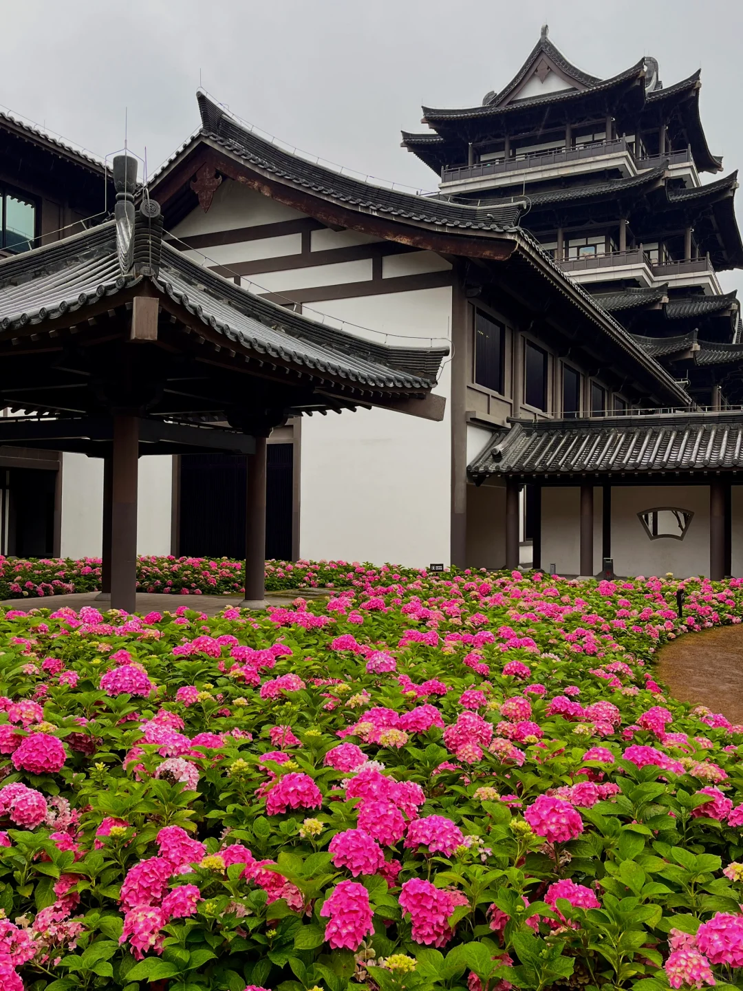 3.5实况！广州文化馆绣球花好美好美啊🥹……