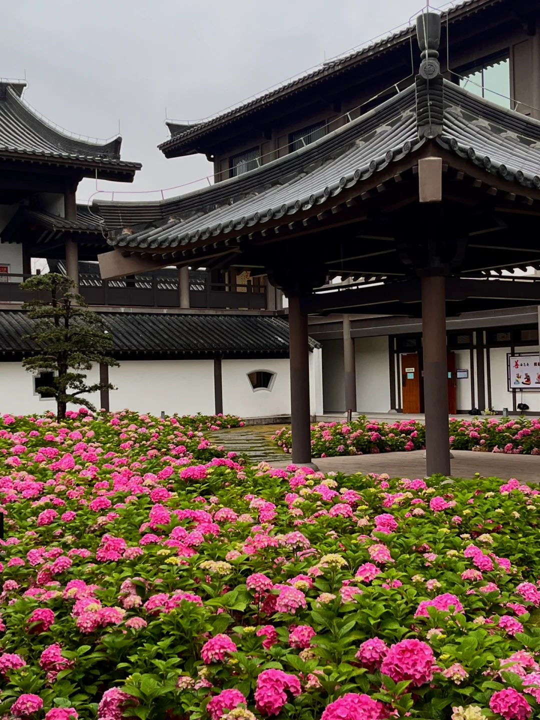 3.5实况！广州文化馆绣球花好美好美啊🥹……