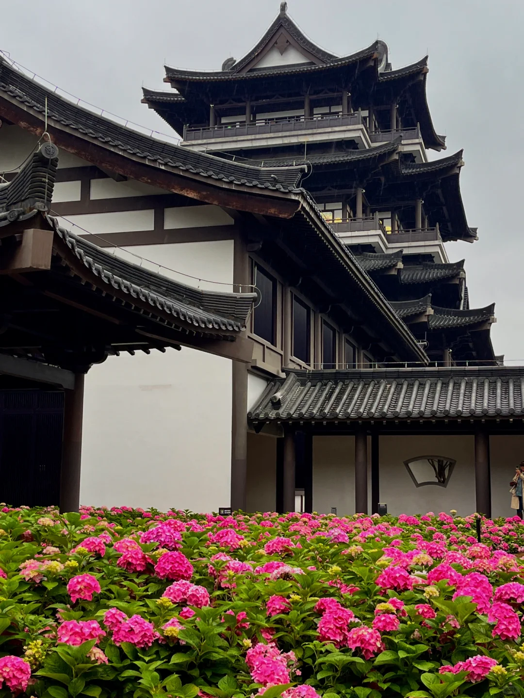 3.5实况！广州文化馆绣球花好美好美啊🥹……