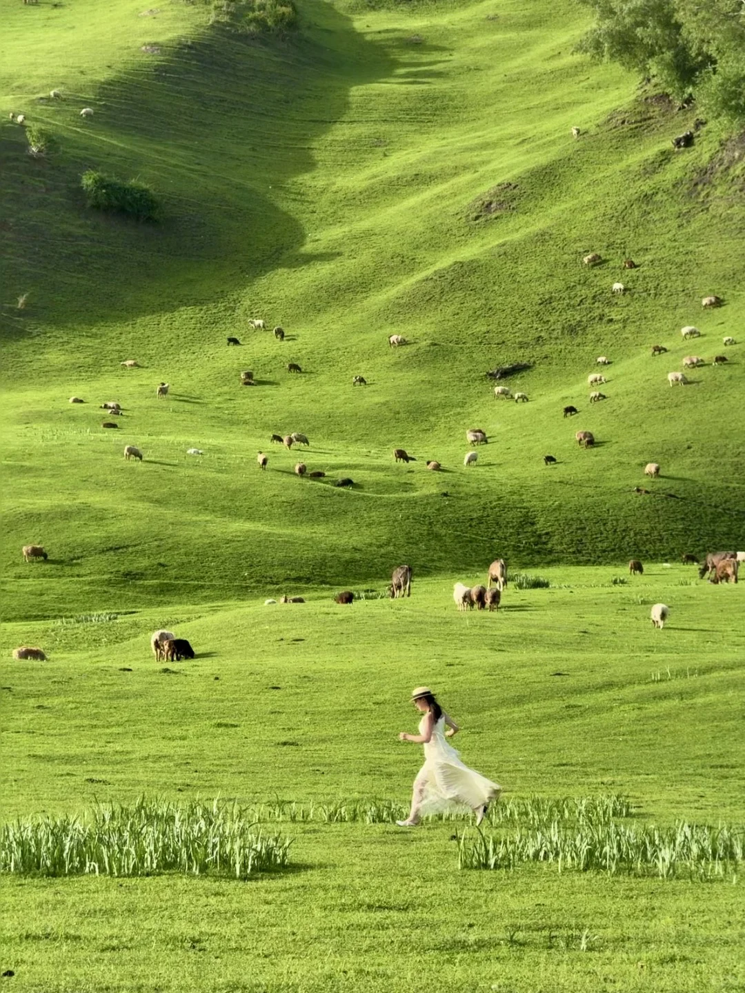 五月的新疆，每一帧都是童话世界！！！