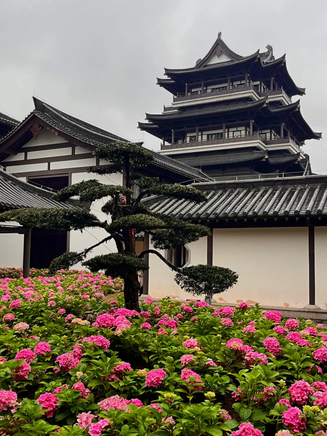 3.5实况！广州文化馆绣球花好美好美啊🥹……