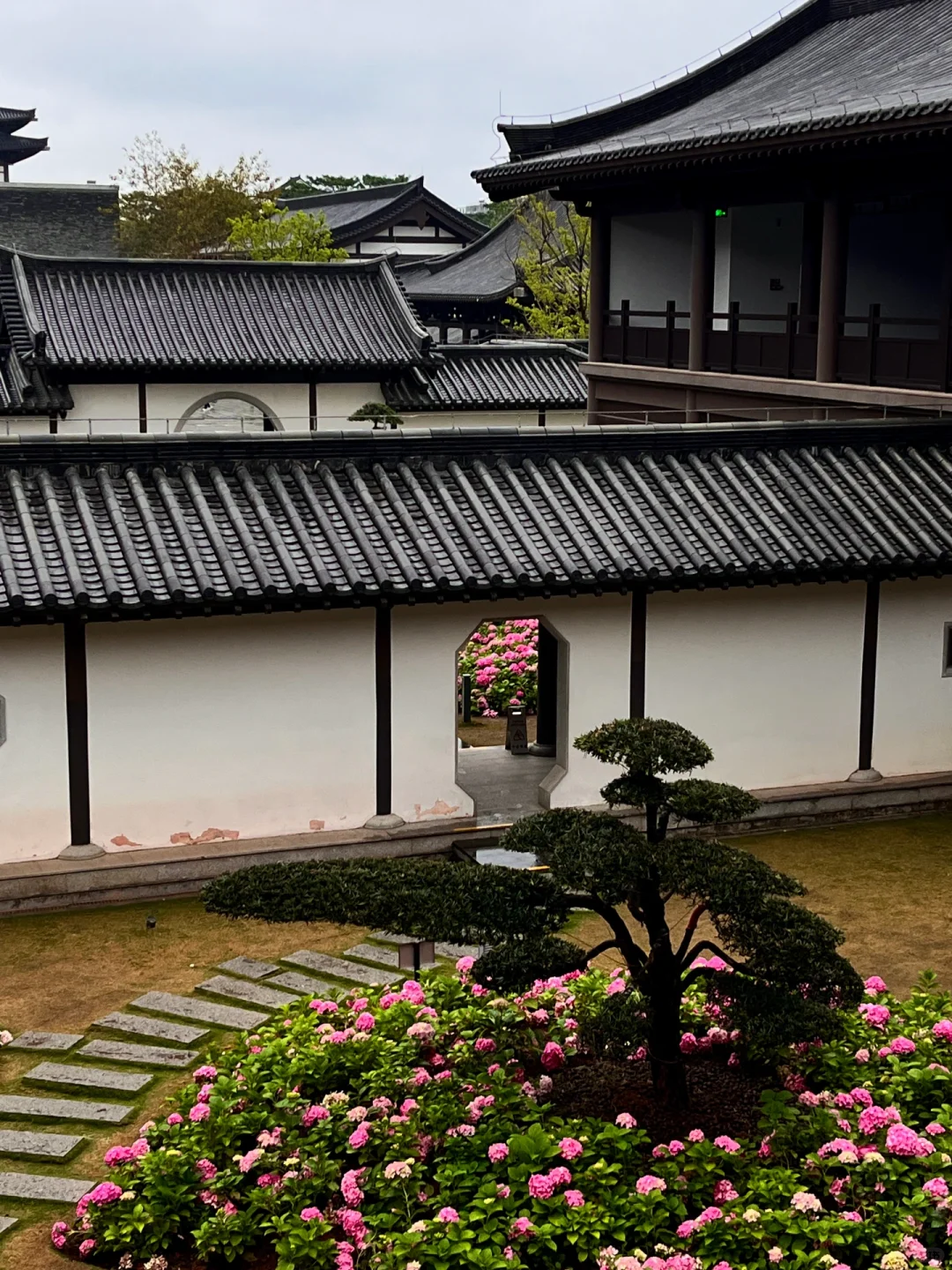 3.5实况！广州文化馆绣球花好美好美啊🥹……