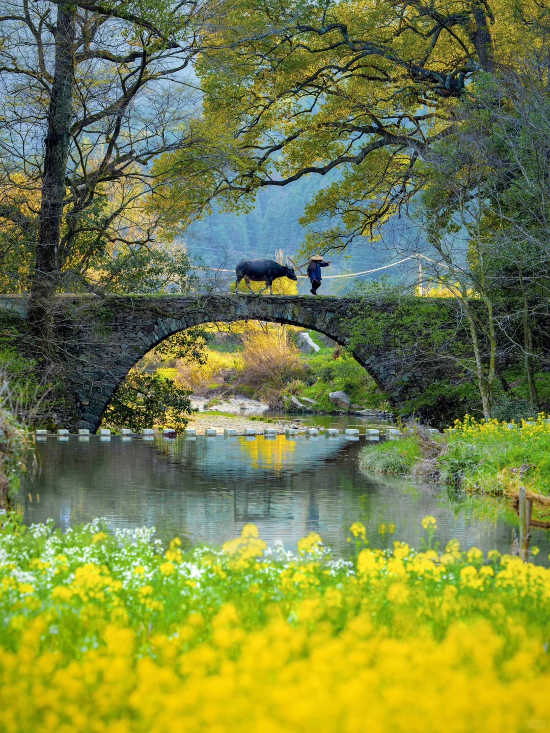 “后来我逢人便说三月的婺源有多浪漫🌼～”