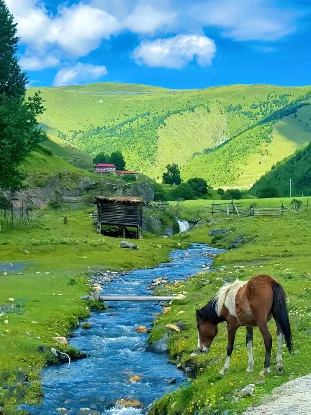 这不是瑞士，这是川西的夏天！！！