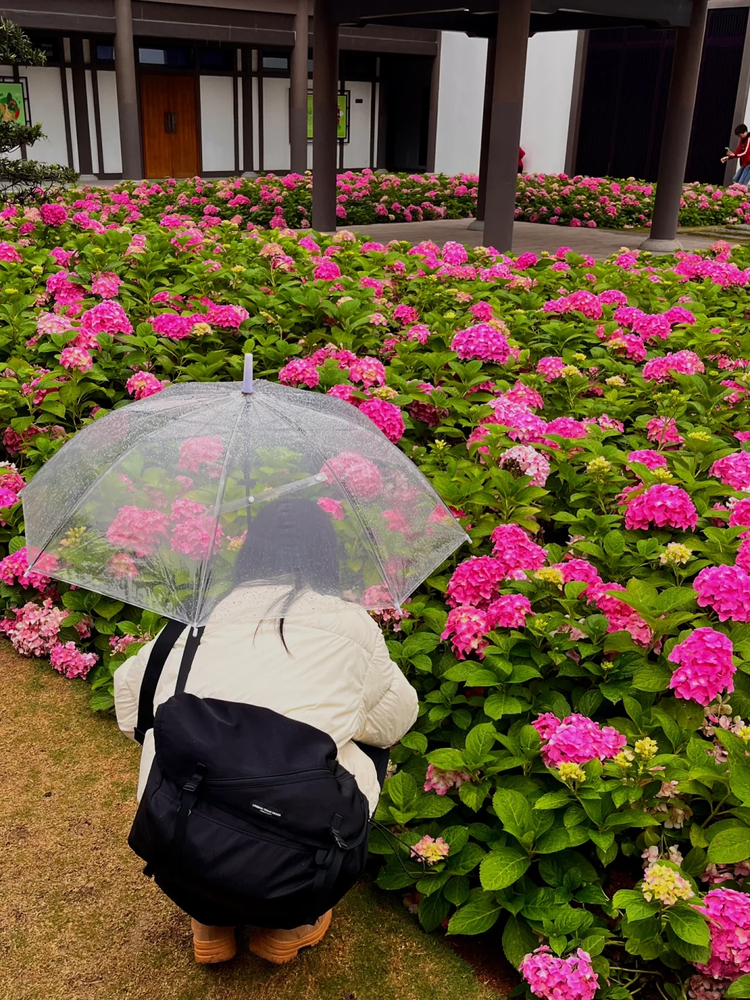 3.5实况！广州文化馆绣球花好美好美啊🥹……