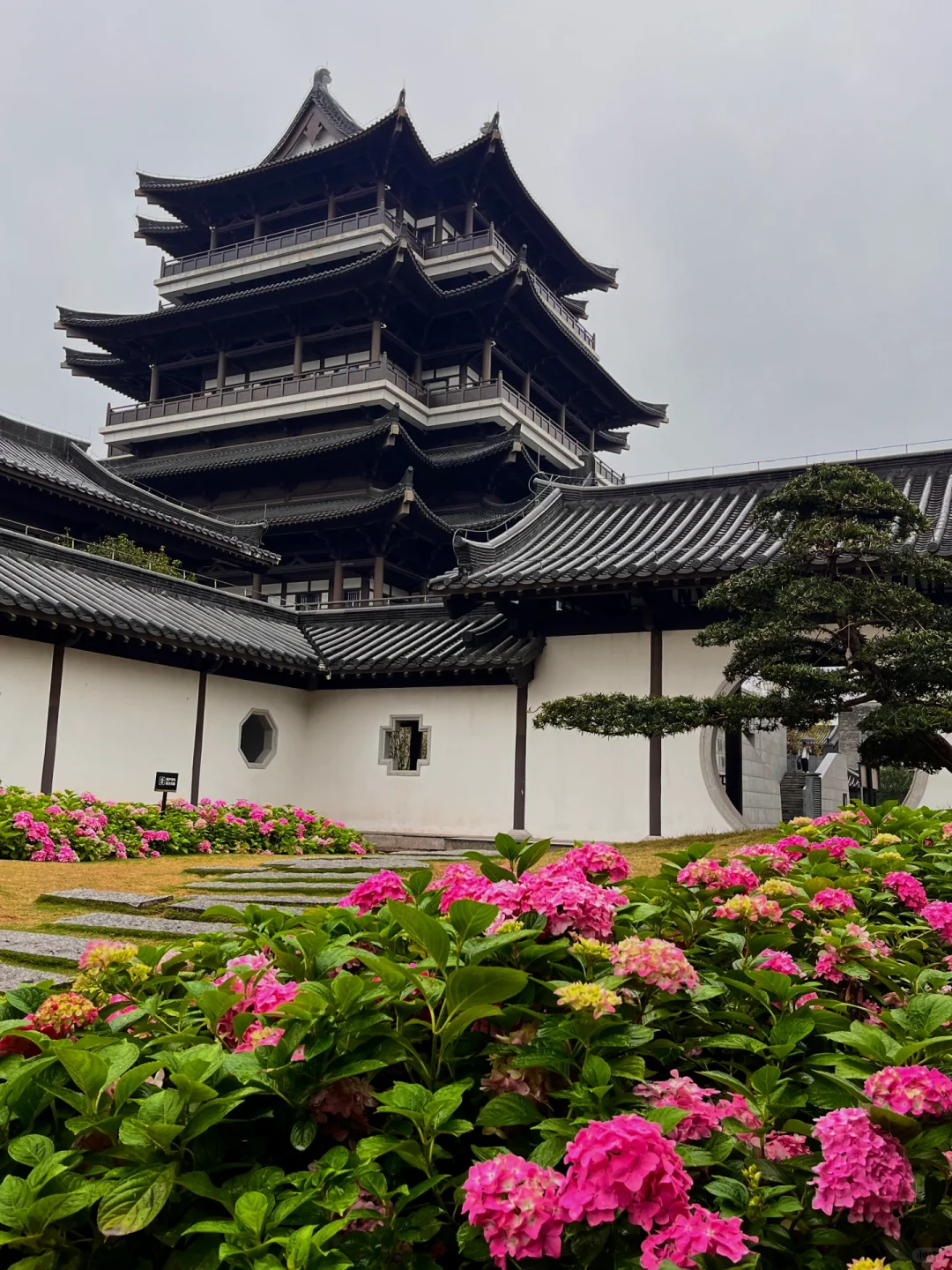 3.5实况！广州文化馆绣球花好美好美啊🥹……