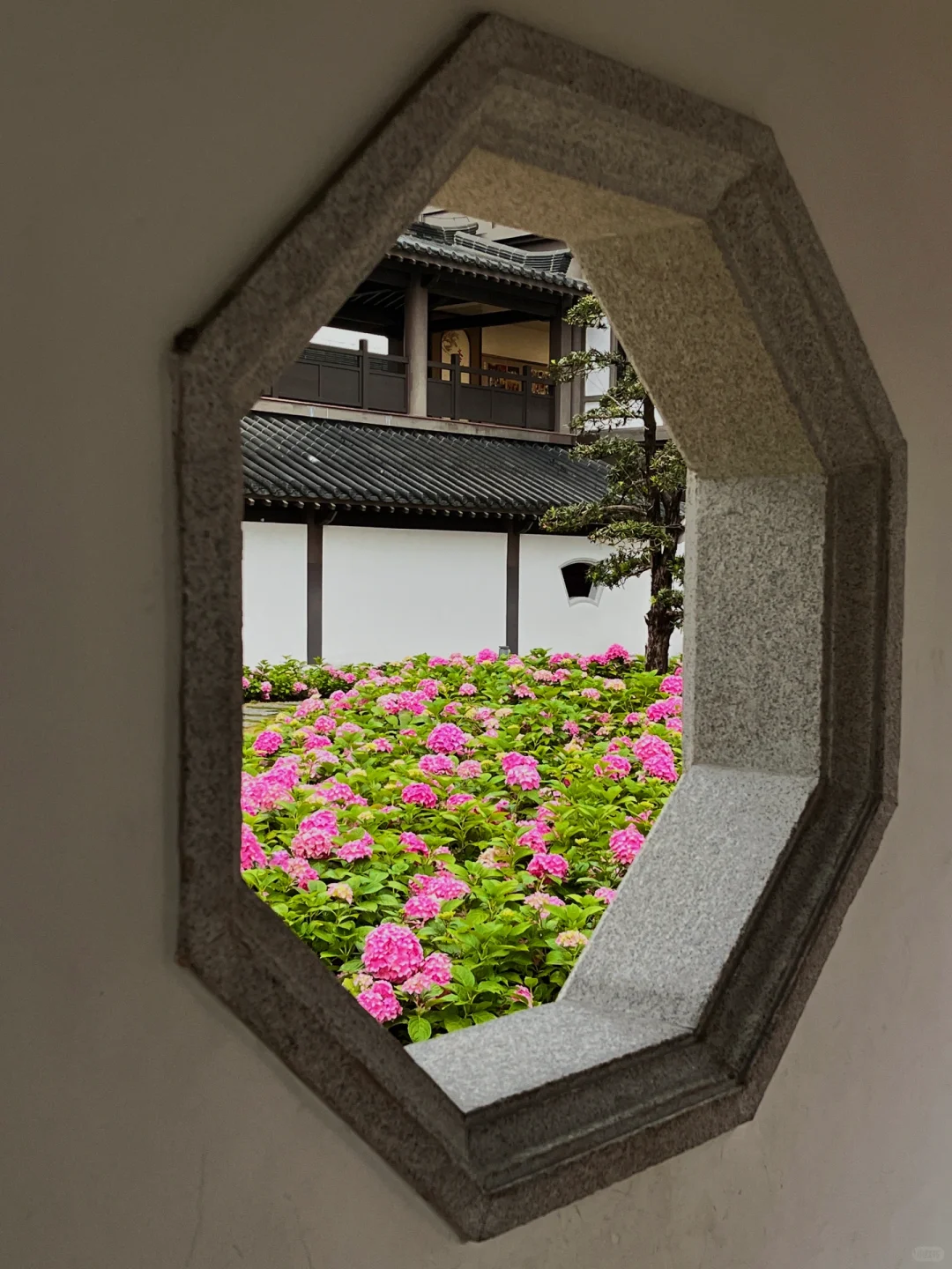 3.5实况！广州文化馆绣球花好美好美啊🥹……