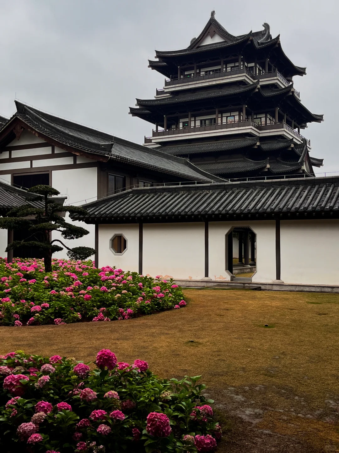 3.5实况！广州文化馆绣球花好美好美啊🥹……