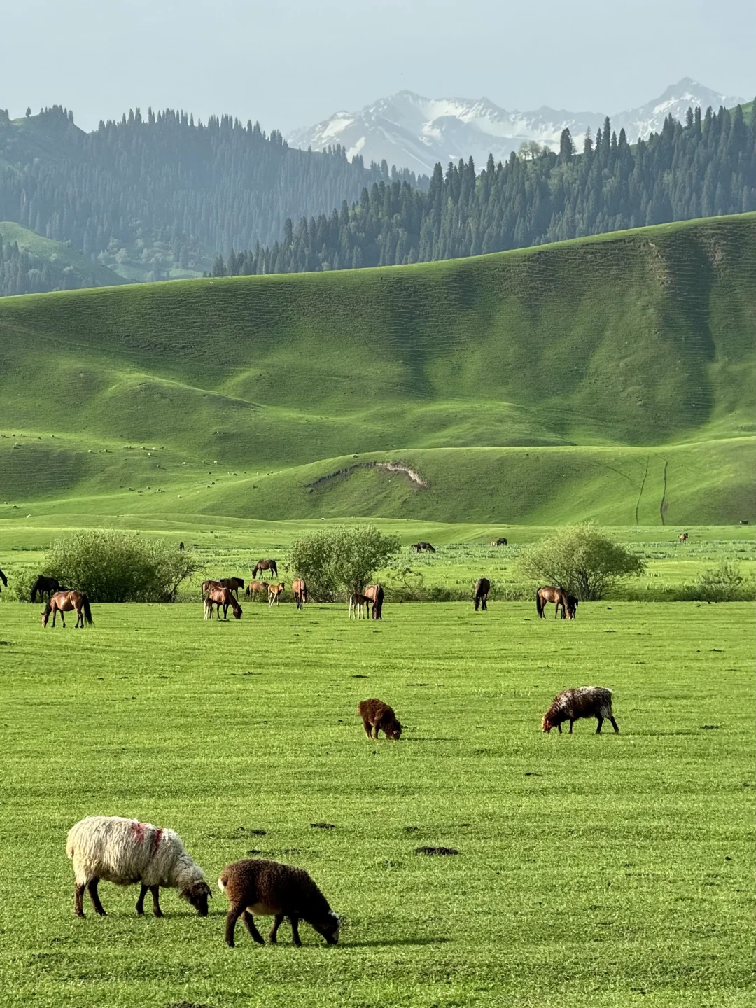 五月的新疆，每一帧都是童话世界！！！