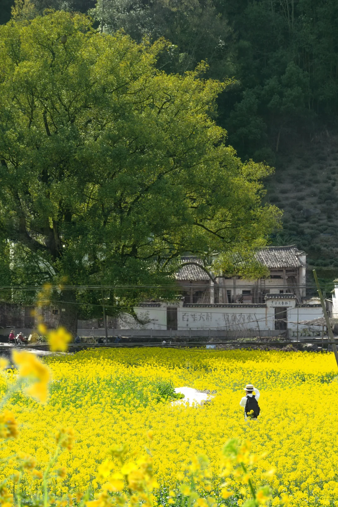 迄今为止❗️我最喜欢的春日小城出现啦‼️