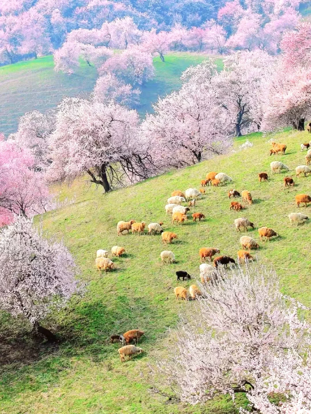 新疆 3- 4月旅游现状😅实话但难听