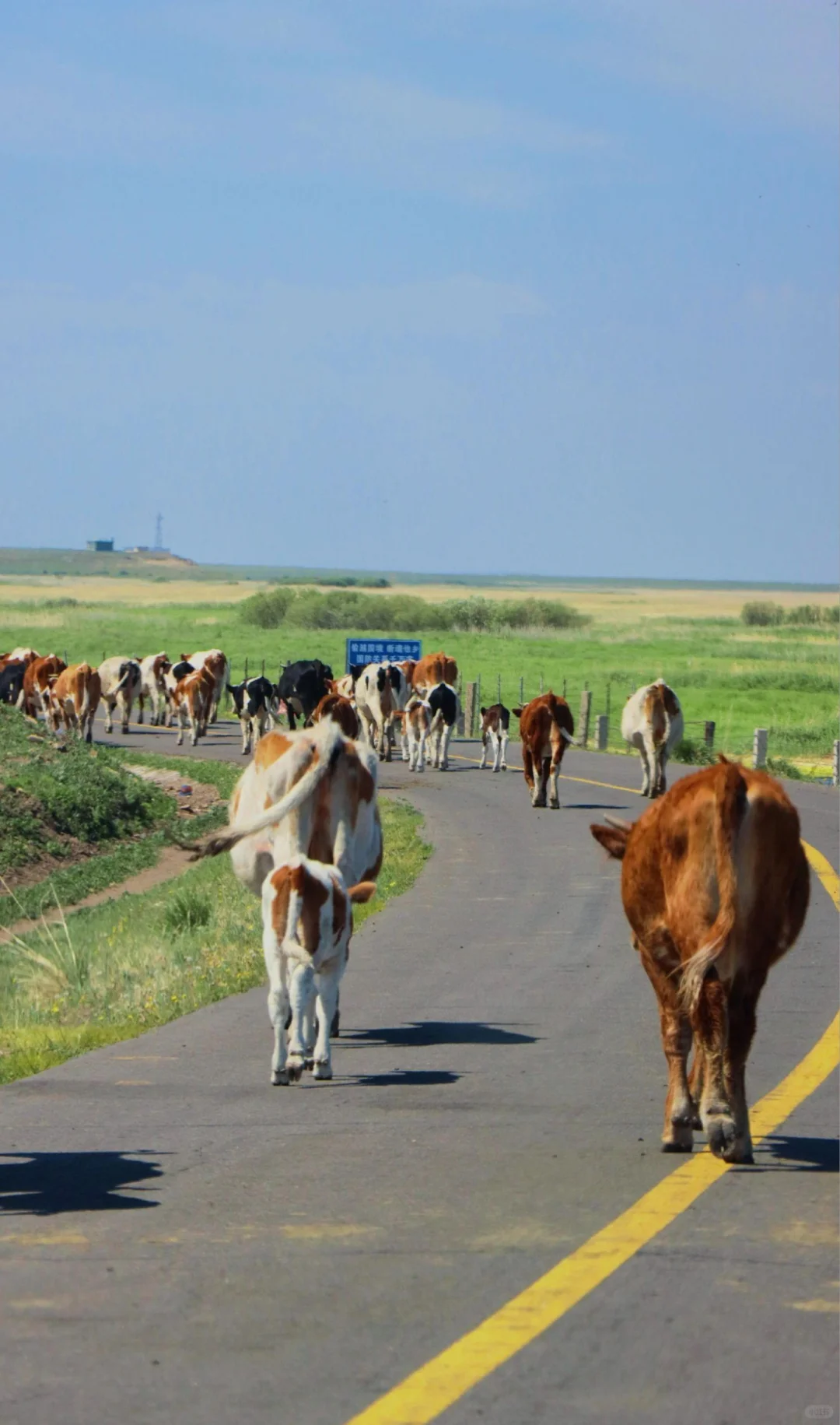 被《国家地理》称之为，最美草原公路之一🛣️