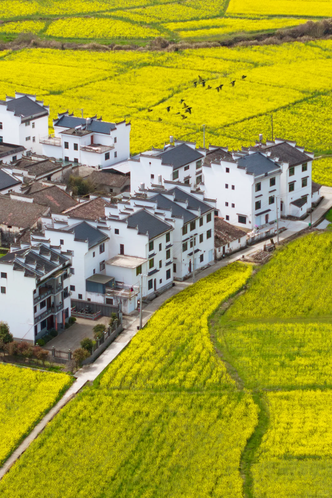 迄今为止❗️我最喜欢的春日小城出现啦‼️