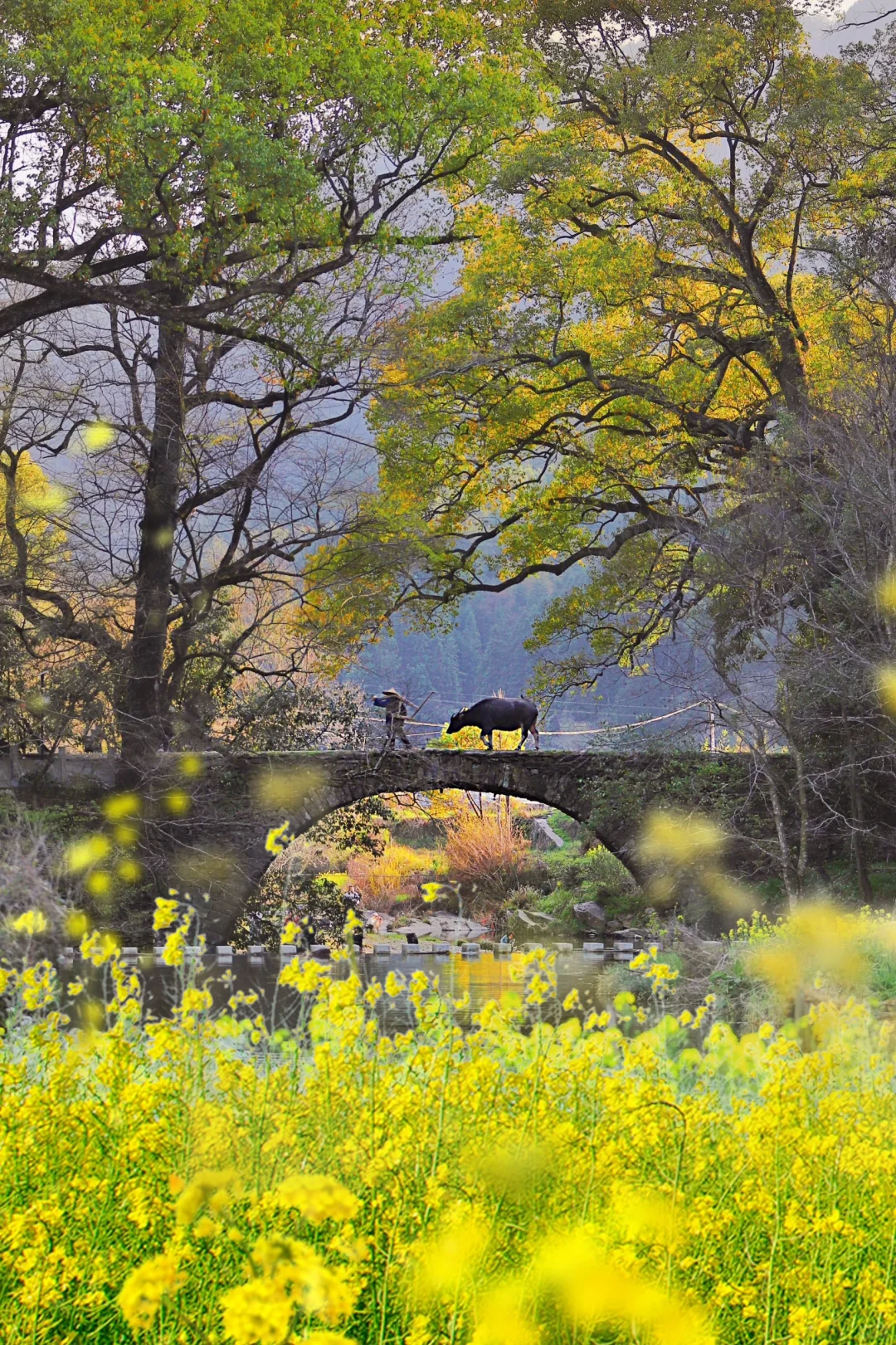 迄今为止❗️我最喜欢的春日小城出现啦‼️
