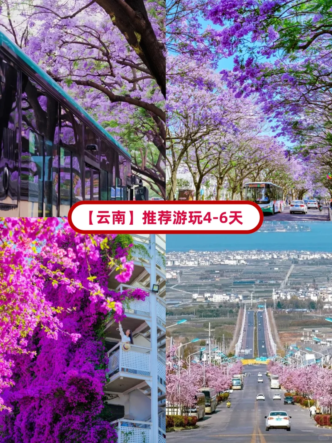 2025最新3-4月国内💐赏花地保姆级赏花攻略