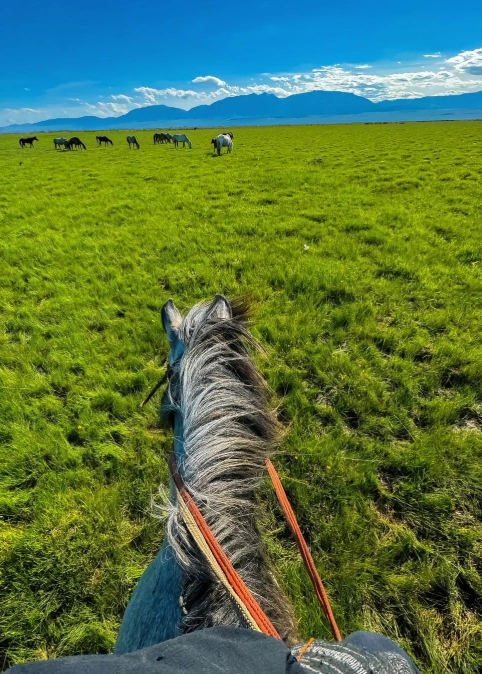 被《国家地理》称之为，最美草原公路之一🛣️