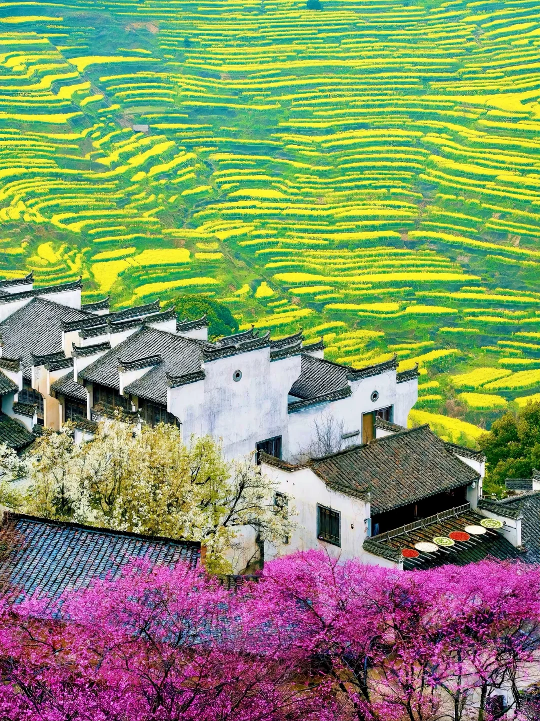 《国家地理》没骗我！3月的婺源美到哭