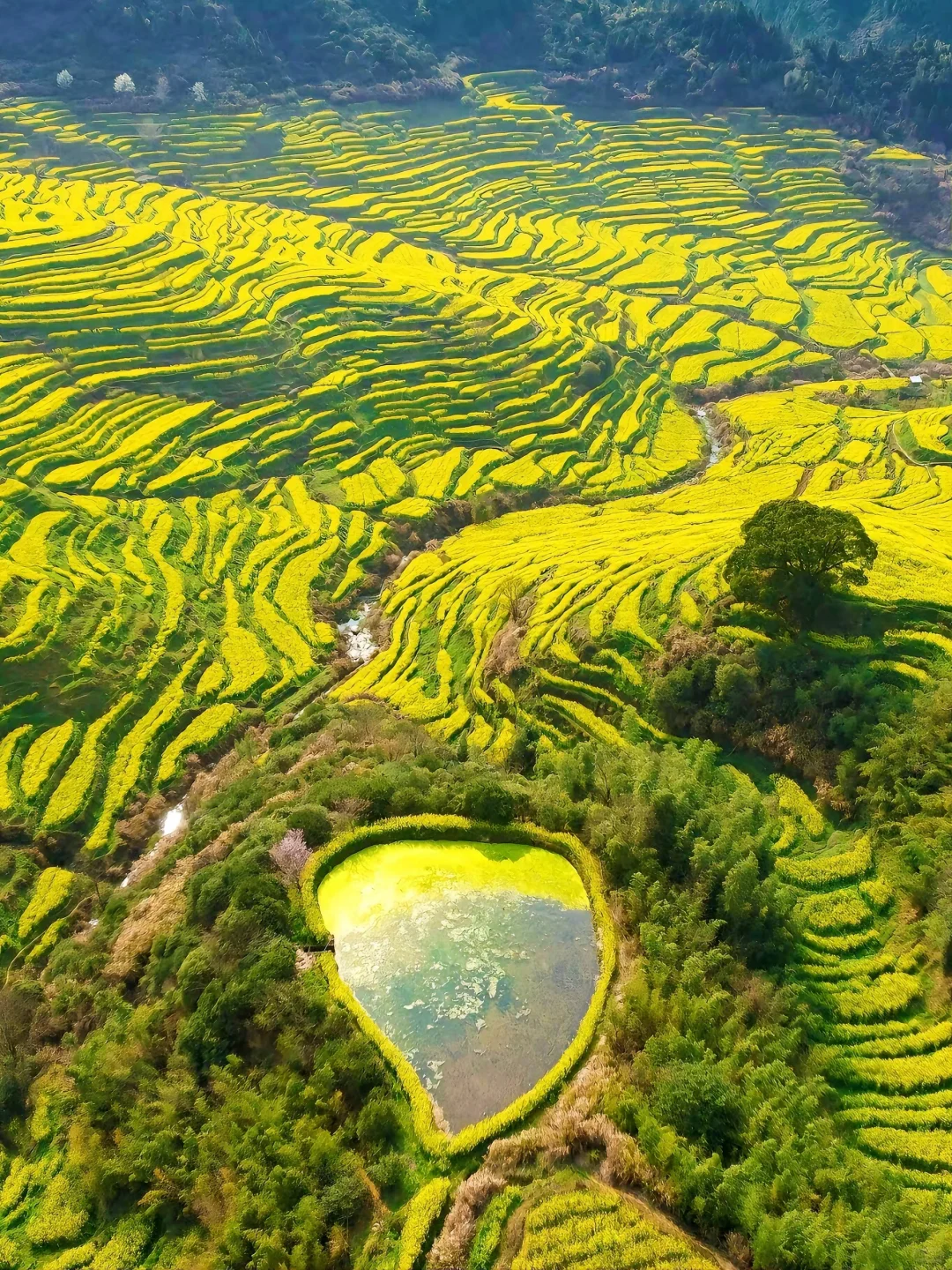 《国家地理》没骗我！3月的婺源美到哭