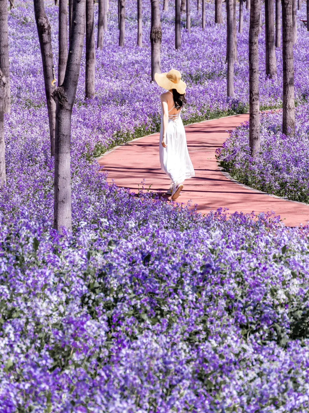 接下来的北京,比想象中还要美!