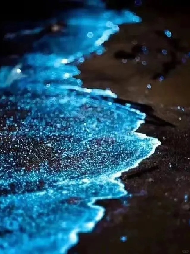 想追蓝眼泪💧的朋友，千万不要放过涠洲岛