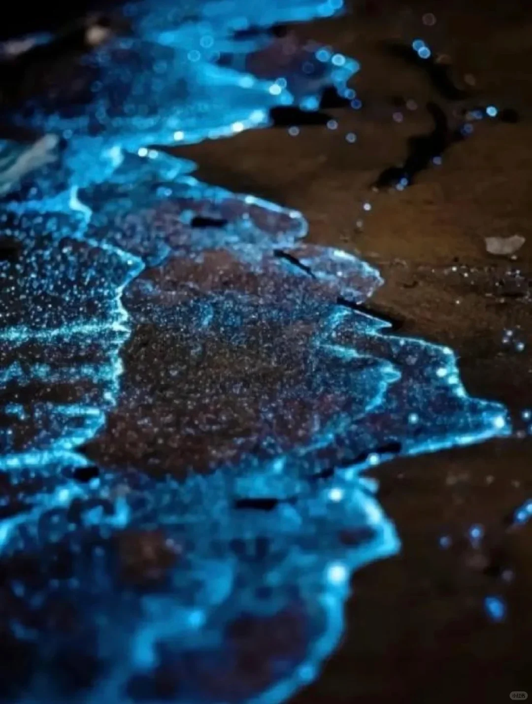 想追蓝眼泪💧的朋友，千万不要放过涠洲岛